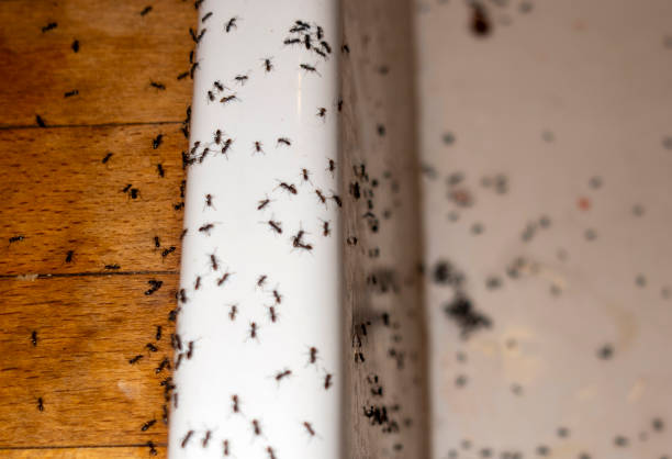 Best Cockroach Control Services  in Fillmore, UT