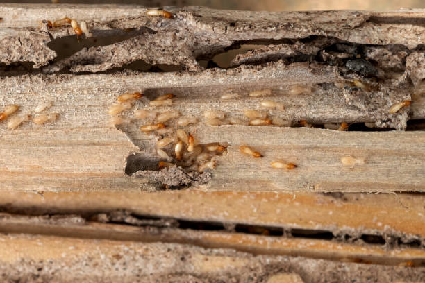 Best Wildlife Control Services  in Fillmore, UT