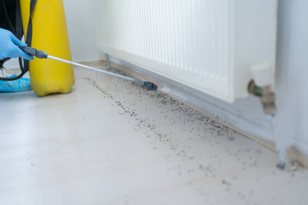Best Wasp Removal Services  in Fillmore, UT